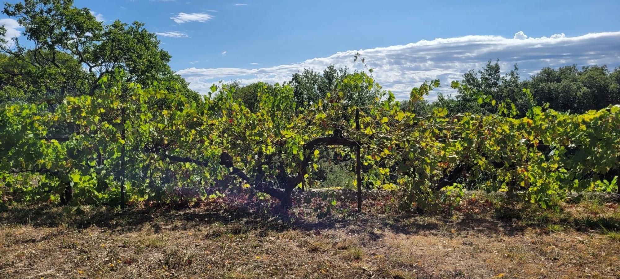 Le Domaine Du Soulier -Gite Et Chambres D'Hotes - La Maison Du Gardien Tornac Dış mekan fotoğraf